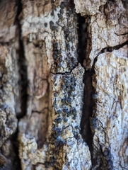 Rosellinia subiculata