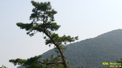 Pinus densiflora