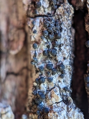 Rosellinia subiculata