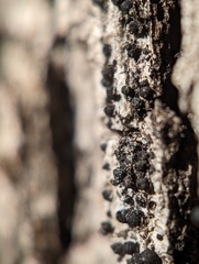 Rosellinia subiculata