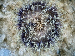 Macrodactyla doreensis