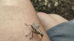 Naupactus xanthographus