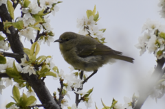 Chlorodrepanis virens