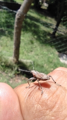 Naupactus xanthographus
