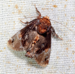 Venadicodia denderia