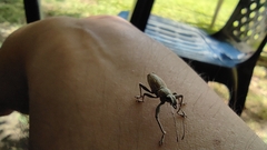 Naupactus xanthographus