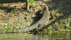 Varanus salvator macromaculatus