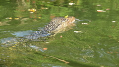 Varanus salvator macromaculatus
