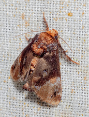 Venadicodia denderia