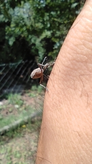 Naupactus xanthographus