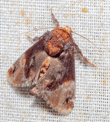 Venadicodia denderia