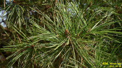 Pinus densiflora