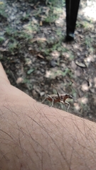 Naupactus xanthographus