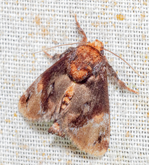 Venadicodia denderia