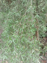 Coprosma linariifolia