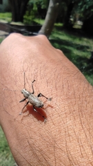 Naupactus xanthographus