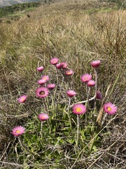 Helichrysum ecklonis