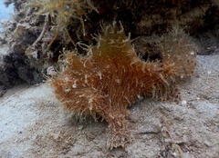 Antennarius striatus