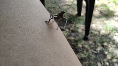 Naupactus xanthographus