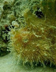 Antennarius striatus