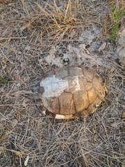 Trachemys dorbigni