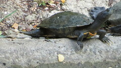 Trachemys scripta elegans