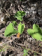 Pelargonium cordifolium
