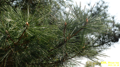Pinus densiflora
