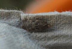 Helcystogramma melantherella
