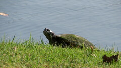 Trachemys scripta elegans