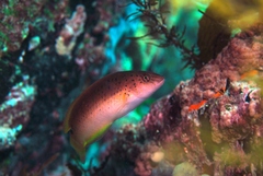 Austrolabrus maculatus