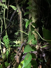 Oxybelis brevirostris