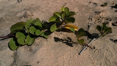 Ipomoea pes-caprae brasiliensis