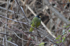 Spizixos semitorques