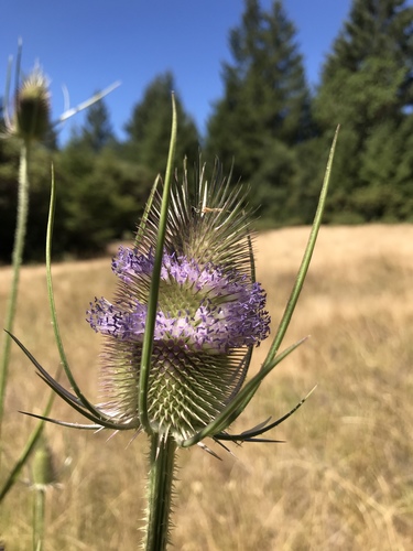 iNaturalist observation photo of wild teasel