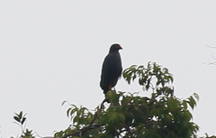 Buteogallus