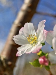 Cerasus