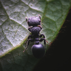 Cataulacus hispidulus