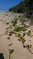 Ipomoea pes-caprae brasiliensis