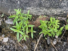 Oldenlandia corymbosa