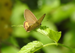 Hypocysta pseudirius