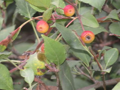Malus baccata