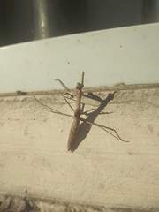 Coptopteryx gayi