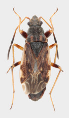 Ligyrocoris diffusus