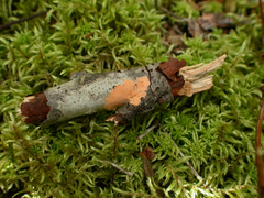 Peniophora aurantiaca