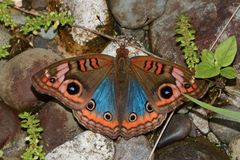 Junonia genoveva hilaris