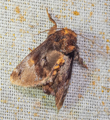 Venadicodia denderia