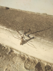 Coptopteryx gayi