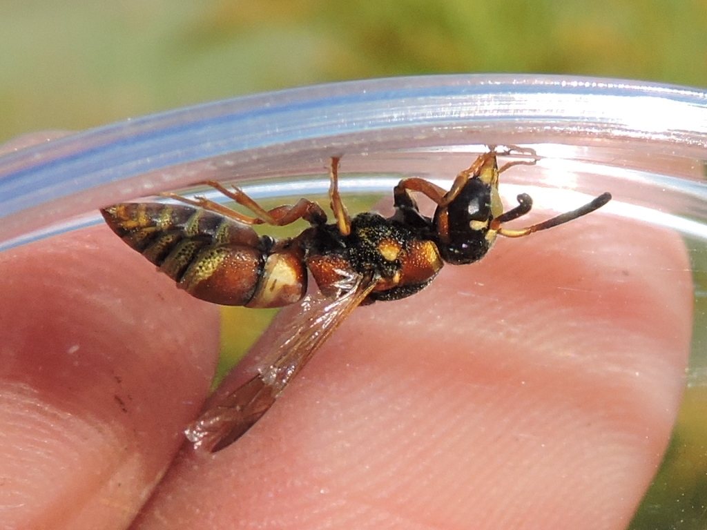 Hidalgo Mason Wasp