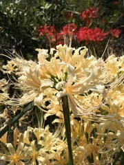 Lycoris × albiflora